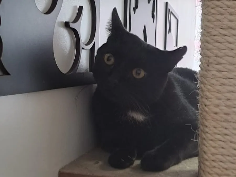 O gato da clínica numa prateleira da sala de felinos, ao lado de um poste de sisal e de recortes de gato na parede.