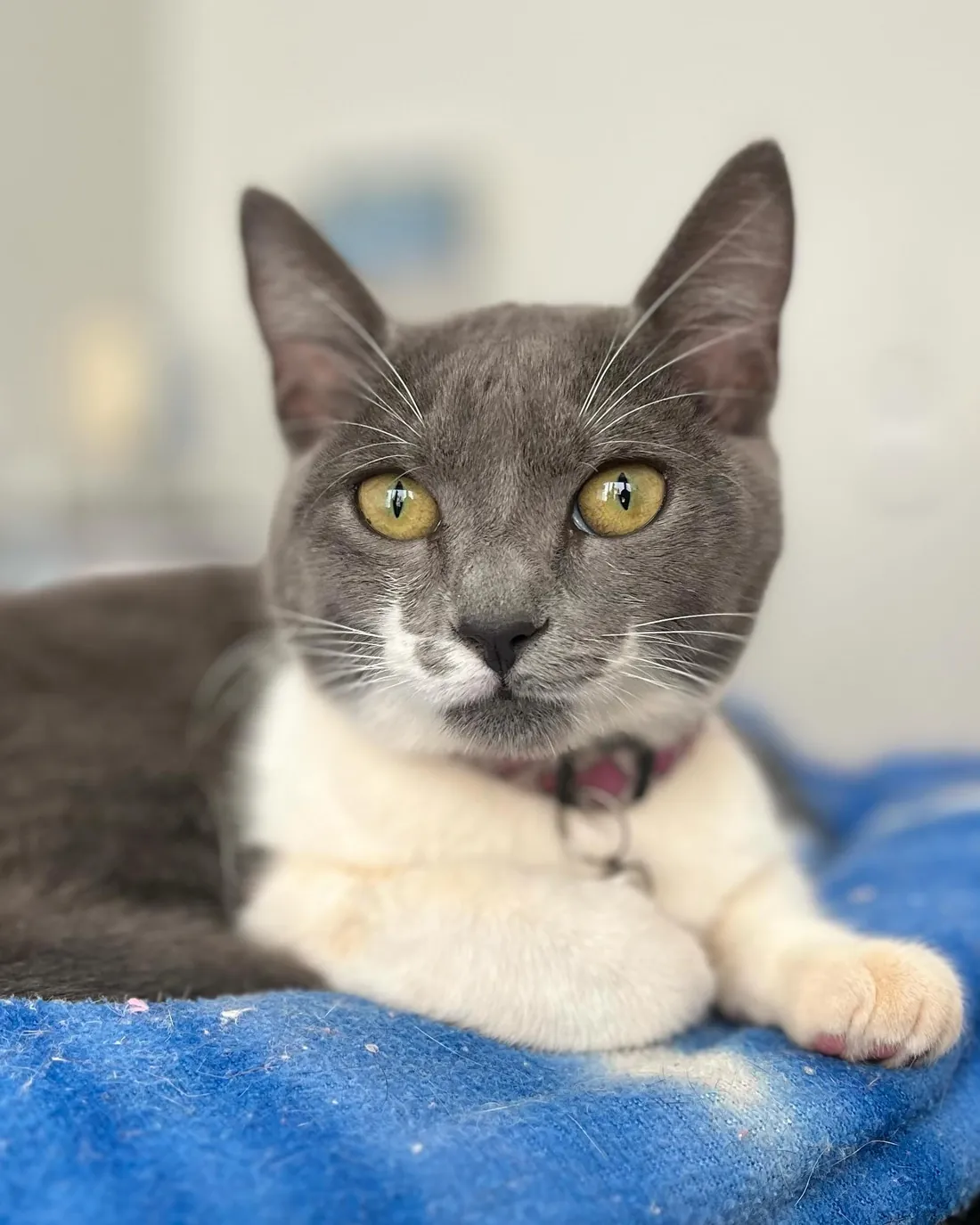 Uma gata cinza e branca deitada sobre uma manta azul, olhando para a câmera, em foto do Instagram da clínica.